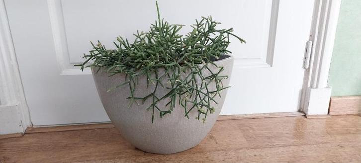KamerPlant, Huis en Inrichting, Kamerplanten, Overige soorten, Minder dan 100 cm, Groene kamerplant, Halfschaduw, In pot, Ophalen
