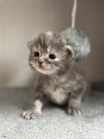 Europeze korthaar x britse korthaar kittens, Dieren en Toebehoren, Katten en Kittens | Raskatten | Korthaar, Meerdere dieren, Ontwormd