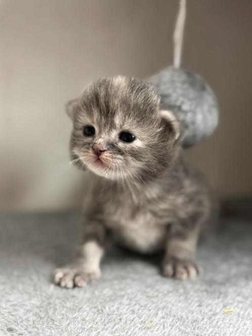 Europeze korthaar x britse langhaar kittens, Dieren en Toebehoren, Katten en Kittens | Raskatten | Korthaar, Meerdere dieren, 0 tot 2 jaar