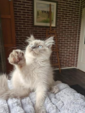  Nog 2 Pluizige lieve ragdoll kittens  zoeken  baasje beschikbaar voor biedingen