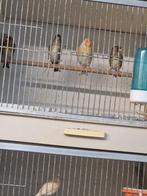 Vogels, Vrouwelijk, Wildzangvogel, Geringd