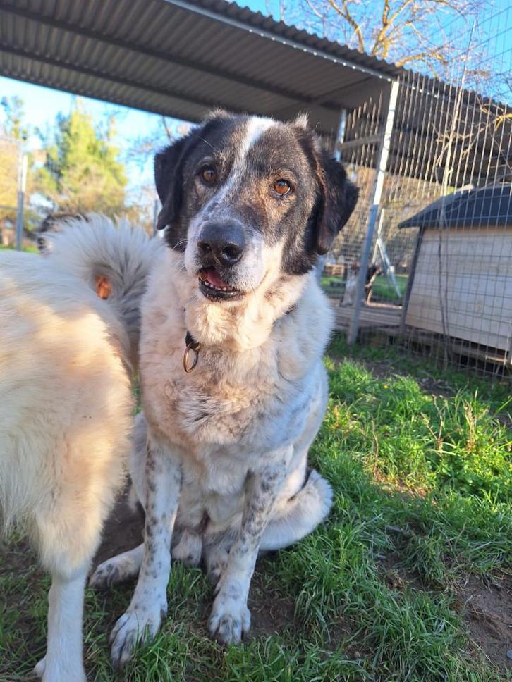 Tim – een zachtaardige engel op zoek naar zijn gouden mand, Dieren en Toebehoren, Honden | Niet-rashonden, Groot, Reu, Particulier