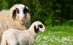 Nog enkele te koop: Brilschapen , brilschaap , de leukste!!!, Dieren en Toebehoren, Schapen, Geiten en Varkens, Meerdere dieren