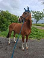 Drachtige merrie Dexter R en ander KWPN merries., Dieren en Toebehoren, Paarden, Merrie, Dressuurpaard