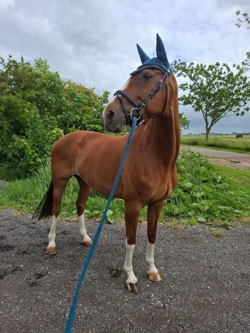 Mooie drachtige spring merrie KWPN, bont veulen zuperhero, Dieren en Toebehoren, Paarden, Merrie, Dressuurpaard