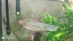 Silver Arowana met drop eye, Dieren en Toebehoren, Vissen | Aquariumvissen, Vis, Zoetwatervis
