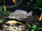 Geophagus Winemilleri   15 cm, Vis, Zoetwatervis