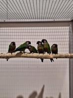 Diverse soorten pyrrhura's., Dieren en Toebehoren, Meerdere dieren, Parkiet, Geringd