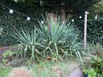 Yucca - Prachtige grote Plant voor de Tuin, Tuin en Terras, Planten | Tuinplanten, Overige soorten, Volle zon, Vaste plant, Ophalen of Verzenden