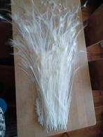 Witte pauwenveren hele staart, Ophalen of Verzenden