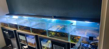 2e hands Aquaria en Toebehoren beschikbaar voor biedingen