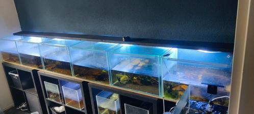 2e hands Aquaria en Toebehoren, Dieren en Toebehoren, Vissen | Aquaria en Toebehoren, Zo goed als nieuw, Verlichting of Verwarming
