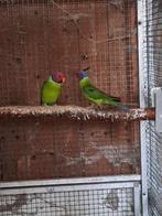 Wildkleur pruimekoppen, Dieren en Toebehoren, Vogels | Parkieten en Papegaaien, Mannelijk, Parkiet