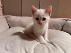 Kitten te koop, Kater, Ontwormd, 0 tot 2 jaar
