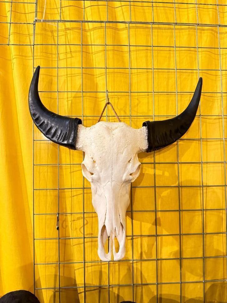 buffelschedel, echte buffel kop, gewei, Groot aanbod, Verzamelen, Dierenverzamelingen, Schedel, Ophalen of Verzenden