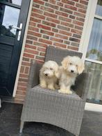 Maltipoo pups ( 2 teefjes !!!!!!!!!, Dieren en Toebehoren, Honden | Chihuahua's en Gezelschapshonden, Maltezer, Nederland, 15 weken tot 1 jaar