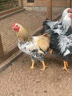 Wyandotte kriel hanen, Dieren en Toebehoren, Pluimvee, Mannelijk, Kip