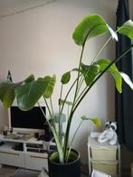 Paradijsvogelplant, Strelitzia Nicolai, Huis en Inrichting, Kamerplanten, Ophalen, 100 tot 150 cm, Overige soorten, Halfschaduw