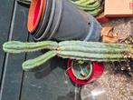 echinopsis / trichocereus pachanoi , scopilucola, peruviana, Huis en Inrichting, Ophalen, Halfschaduw, Minder dan 100 cm