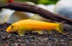 siamese algen eters, Dieren en Toebehoren, Vissen | Aquariumvissen, Vis