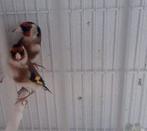 Parva putters koppel 2024, Dieren en Toebehoren, Meerdere dieren, Wildzangvogel, Geringd