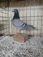 Postduif / Kleurpostduif indigo, Vrouwelijk, Postduif