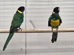 1-1 Port-lincolnparkieten, Dieren en Toebehoren, Vogels | Parkieten en Papegaaien