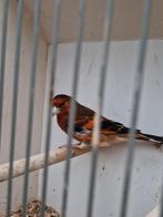 Bastaard putter man., Dieren en Toebehoren, Vogels | Kanaries, Mannelijk, Bastaard