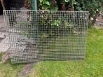 Vloer ( wild) rooster., Dieren en Toebehoren, Stalling en Weidegang