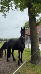 Friese merrie - Willem 508 x Epke 474 - 2,5 jaar, Dieren en Toebehoren, Paarden, Merrie, Minder dan 160 cm, Met stamboom, 0 tot 2 jaar