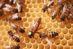 Buckfast koningin., Dieren en Toebehoren