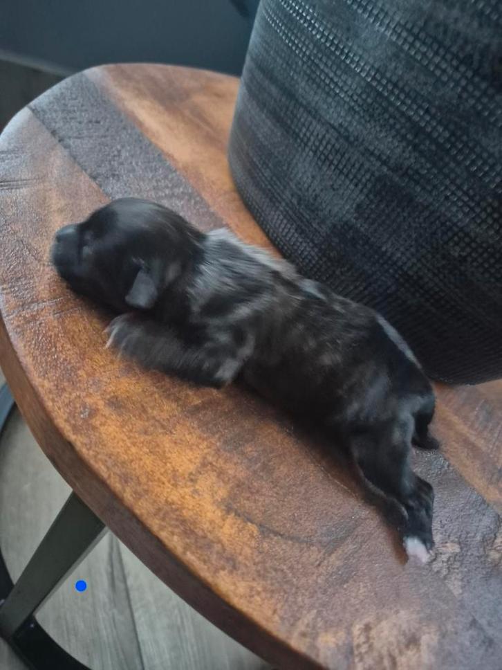 4 prachtige Shipoo (shih-tzu/ toy poedel) pups tekoop, Dieren en Toebehoren, Honden | Chihuahua's en Gezelschapshonden, Meerdere dieren