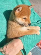 Shiba inu pup " Emi " met stamboom mag nu mee !, Dieren en Toebehoren, Overige rassen, CDV (hondenziekte), 8 tot 15 weken, Teef