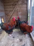 2 Orpington hanen, zwart, goud gezoomd van augustus 2025, Dieren en Toebehoren, Pluimvee, Mannelijk, Kip
