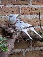 Diamantduifjes, Meerdere dieren, Tropenvogel