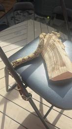 Boa constrictor imperator, Dieren en Toebehoren, Reptielen en Amfibieën
