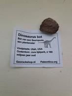 Sauropode Dinosaurusbot, Ophalen of Verzenden, Fossiel