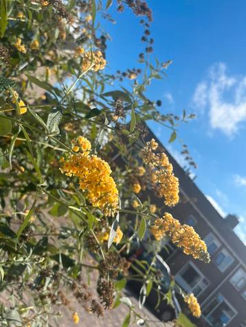 Prachtige gele Vlinderstruik beschikbaar voor biedingen