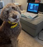 Labradoodle pups nestaankondiging, Dieren en Toebehoren, Honden | Niet-rashonden, 8 tot 15 weken, Groot, Meerdere, Meerdere dieren