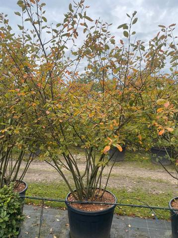 Krentenboompje Amelanchier meerstam leverbaar tot 250 cm beschikbaar voor biedingen