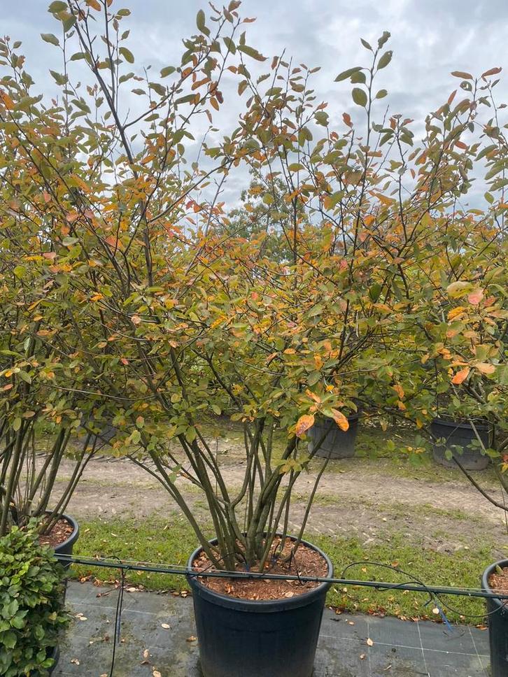 Krentenboompje Amelanchier meerstam leverbaar tot 250 cm, Tuin en Terras, Planten | Struiken en Hagen, Struik, Overige soorten