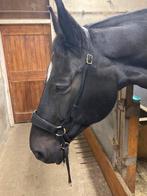 Emiel voest bitloos hoofdstel (kingekruist) full, Ophalen of Verzenden, Zo goed als nieuw