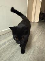 Kat ter adoptie., Dieren en Toebehoren, Katten en Kittens | Raskatten | Korthaar, Kater