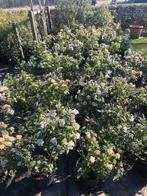 viburnum, Tuin en Terras, Planten | Tuinplanten, Vaste plant, Halfschaduw, Winter, Ophalen