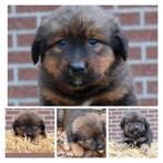 Kruising 3/4 Berner Sennen x 1/4 Mechelse herder pups, Dieren en Toebehoren, Rabiës (hondsdolheid), Reu, 8 tot 15 weken, Meerdere