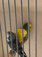 Grasparkieten, Dieren en Toebehoren, Vogels | Parkieten en Papegaaien, Meerdere dieren, Parkiet