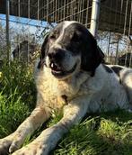 Tim – een zachtaardige engel op zoek naar zijn gouden mand, Dieren en Toebehoren, Honden | Niet-rashonden, 6 jaar of ouder, Particulier