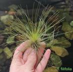 Tillandsia filifolia, Ophalen of Verzenden, Overige soorten, Minder dan 100 cm