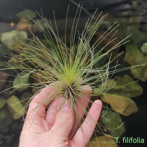 Tillandsia filifolia, Huis en Inrichting, Kamerplanten, Overige soorten, Minder dan 100 cm, Ophalen of Verzenden