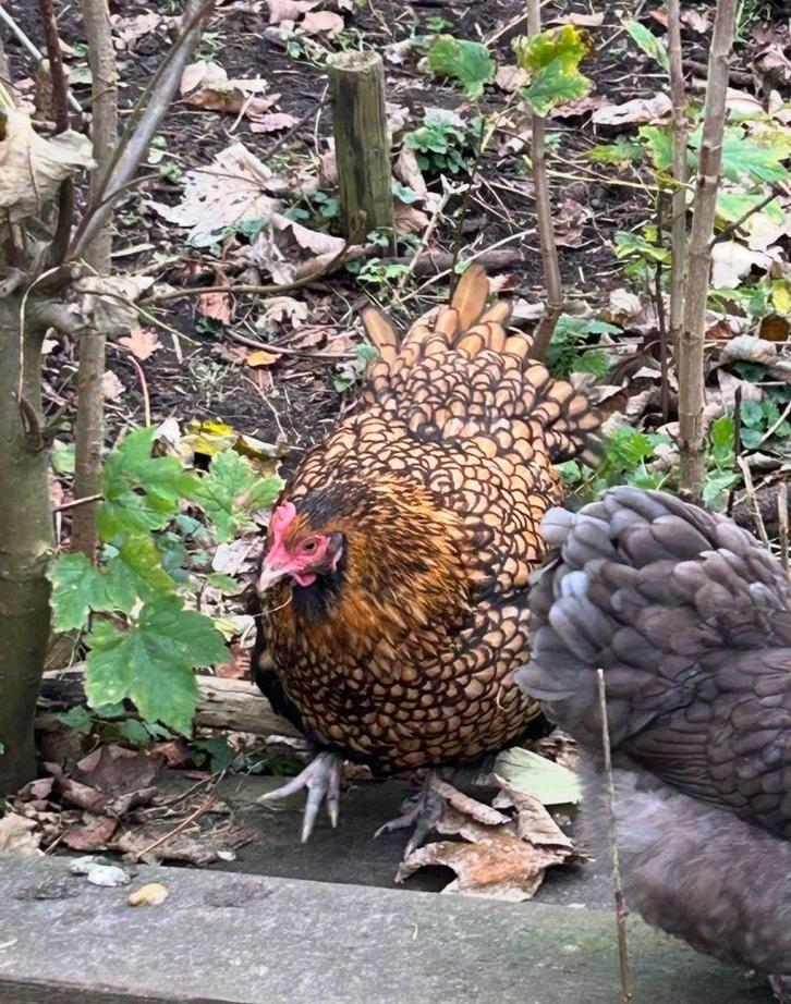 Drie rustige krielhennen 2024, Dieren en Toebehoren, Pluimvee, Kip, Meerdere dieren